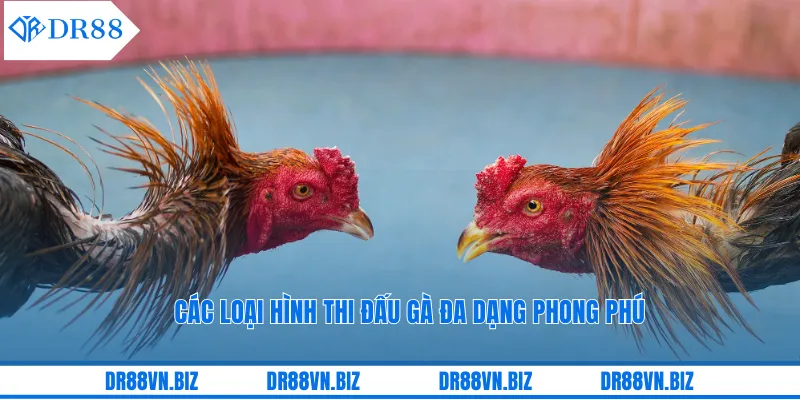 Các loại hình thi đấu gà đa dạng phong phú