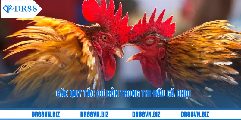 Các quy tắc cơ bản trong thi đấu gà chọi Các quy tắc cơ bản trong thi đấu gà chọi