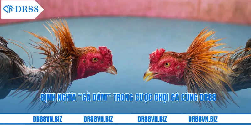 Định nghĩa “gà dầm” trong cược chọi gà cùng DR88 Định nghĩa “gà dầm” trong cược chọi gà cùng DR88