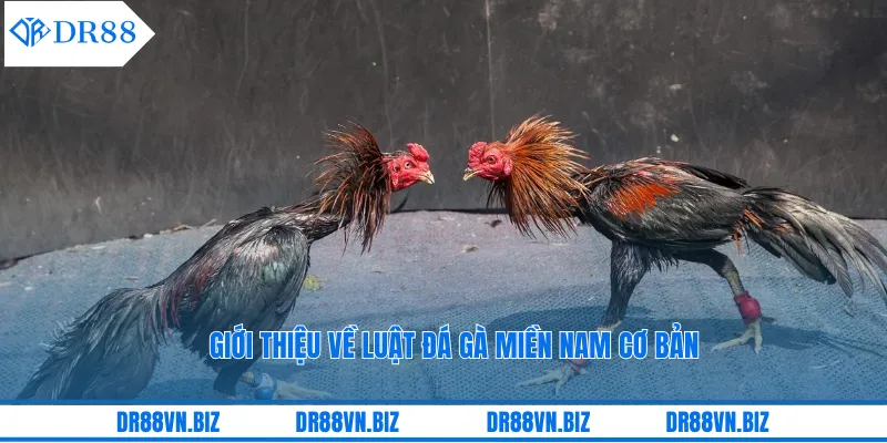 Giới thiệu về luật đá gà miền Nam cơ bản Giới thiệu về luật đá gà miền Nam cơ bản