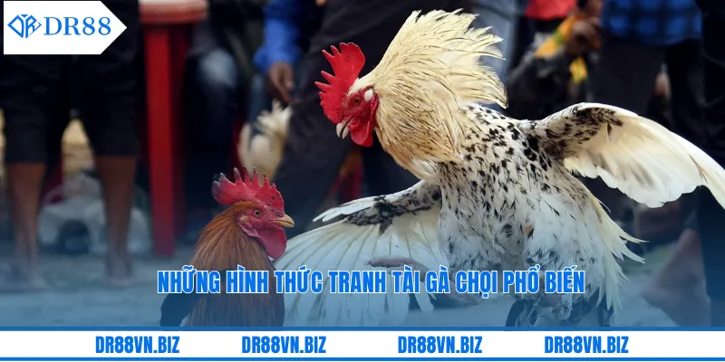 Những hình thức tranh tài gà chọi phổ biến Những hình thức tranh tài gà chọi phổ biến