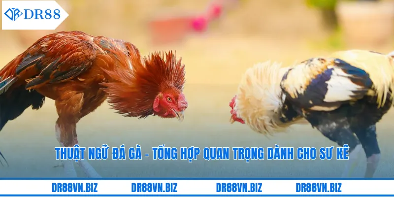 Thuật Ngữ Đá Gà - Tổng Hợp Quan Trọng Dành Cho Sư Kê